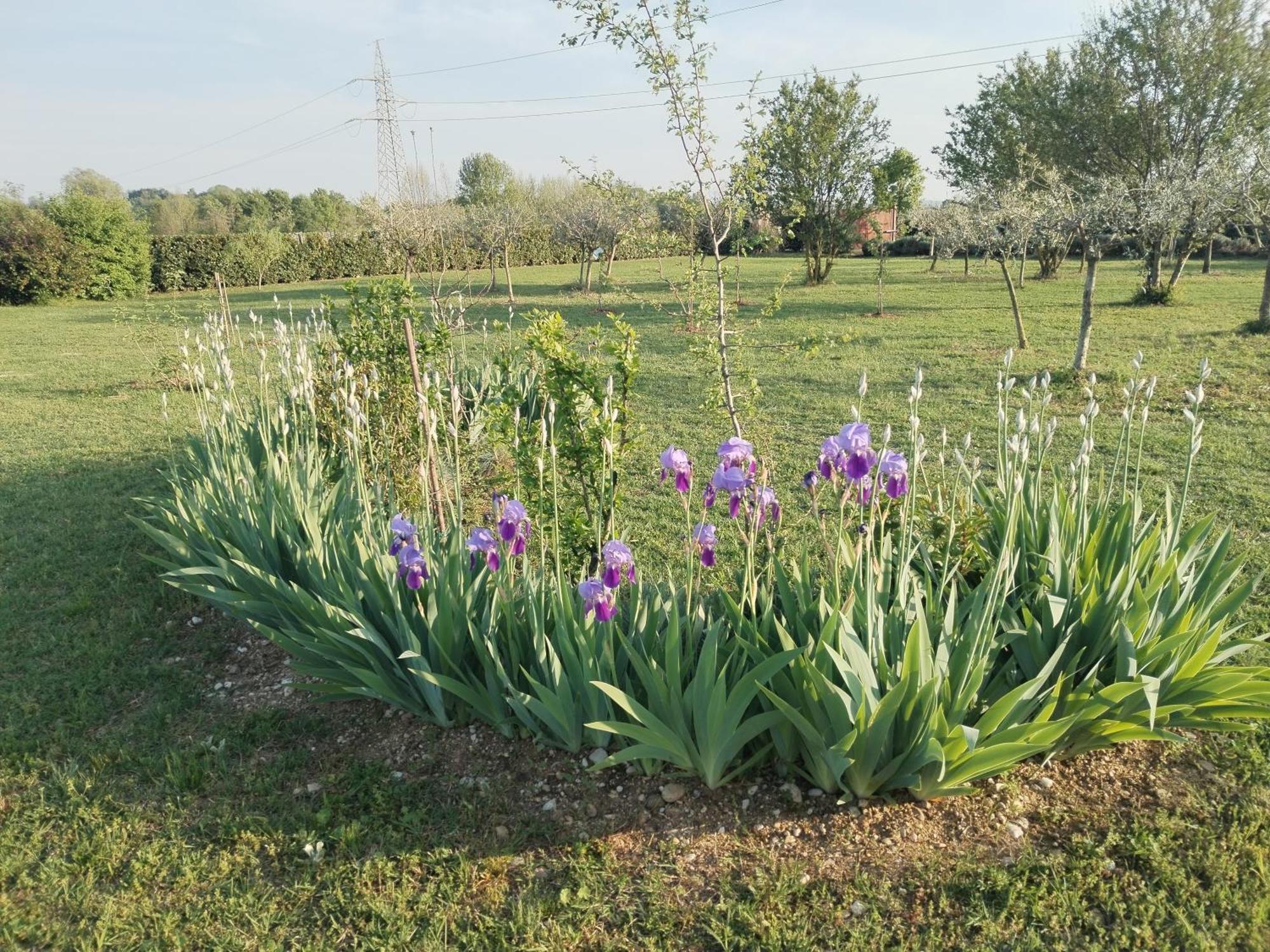 Ca' Blanca Bed & Breakfast Castelnuovo del Garda Bagian luar foto